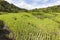 Green terraced rice plants