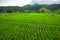 Green terraced riced field