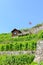 Green terraced vineyards on hills by Geneva Lake in famous Lavaux wine region, Switzerland. UNESCO Heritage. Green vineyard on