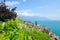 Green terraced vineyards on hills by Lake Geneva, Lavaux wine region, Switzerland. UNESCO Heritage. Swiss landscape in summer.