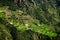 Green terraces in Anaga rural Park, Tenerife.