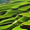 Green terraces beautiful landscape of Asia. AI Generated.