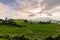 Green Terraces rice field in Pa Pong Pieng