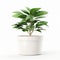 A green terracotta potted plant brings serenity to any room