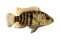 Green Texas cichlid Herichthys cyanoguttatus aquarium fish