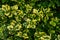 Green texture-forming petalsgreen texture-forming petals leaves background