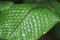 a Green texture on the frond of a rare type of tropical rainforest fern. More Environment