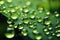 Green texture with round drops of liquid, drops of water and glycerin.