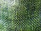 Green texture vivid pattern background