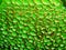 Green Texture vivid pattern background