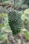 Green textured guanabana fruit