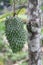 Green textured guanabana fruit with tree