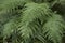 Green textured leaves of Dicksonia antarctica