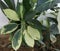 Green textured leaves of a plant