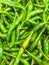 Green Thai chile peppers