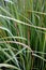 Green thatch grass