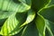 Green thick succulent leaves of agave. Agave Djengola. Rosette of fleshy leaves close-up in the rays of the bright sun