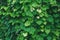 Green thickets of kudzu. Natural plant background.