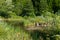 Green thickets of reeds and other river plantations against the background of tall deciduous trees