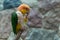 Green-thighed parrot