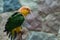 Green-thighed parrot