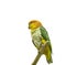 Green-thighed parrot. Exotic Tropical Bird. Isolated