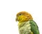 Green-thighed parrot, Pionites leucogaster leucogaster. Exotic Bird. Close up Isolated