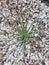 Green thin desert plant with leaves radiating outwards