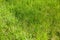 green thin grass