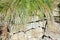 Green thin grass grew on stones. Stone fence.