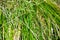 Green thin grass grew on stones. Stone fence.