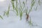 Green thin grass makes its way through white snow