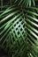 Green thin palm leaves plant growing in the wild, tropical forest plants, evergreen vines abstract color on a dark background.