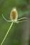 Green thistle cap close-up