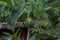 Green Thistle Growing on a Branch