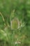 Green thistle in wheat field