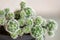 Green thorn cactus with long needle, macro shoot