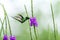 Green thorntail hovering next to violet flower, bird from mountain tropical forest, Costa Rica, tiny beautiful hummingbird