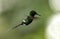 Green Thorntail hummingbird in flight, Ecuador