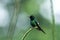 Green thorntail sitting on flower, bird from mountain tropical forest, Costa Rica, bird perching on branch, tiny beautiful humming