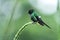 Green thorntail sitting on flower, bird from mountain tropical forest, Costa Rica, bird perching on branch, tiny beautiful humming