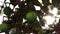 Green thorny chestnuts ripening in the warm autumn sunset with nice backlight showing the shiny spiky leafs of the horse chestnut