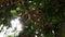 Green thorny chestnuts ripening in the warm autumn sunset with nice backlight showing the shiny spiky leafs of the horse chestnut