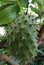 a green thorny fruit on the tree