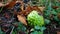 Green thorny and ripe chestnut on the ground close up.