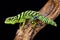 Green thornytail iguana, Uracentron azureum, Suriname