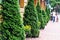 Green thuja