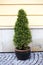 Green thuja