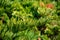 Green thuja branch in a green hedge wall