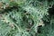 Green thuja close up